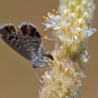 Dalea albiflora, Whiteflower Prairie Clover, Southwest Desert Flora